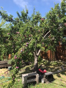 Plum tree with boughs hanging down